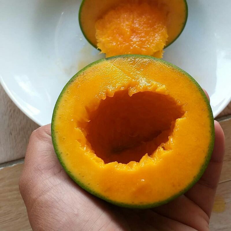 Bibit Benih mangga alpukat