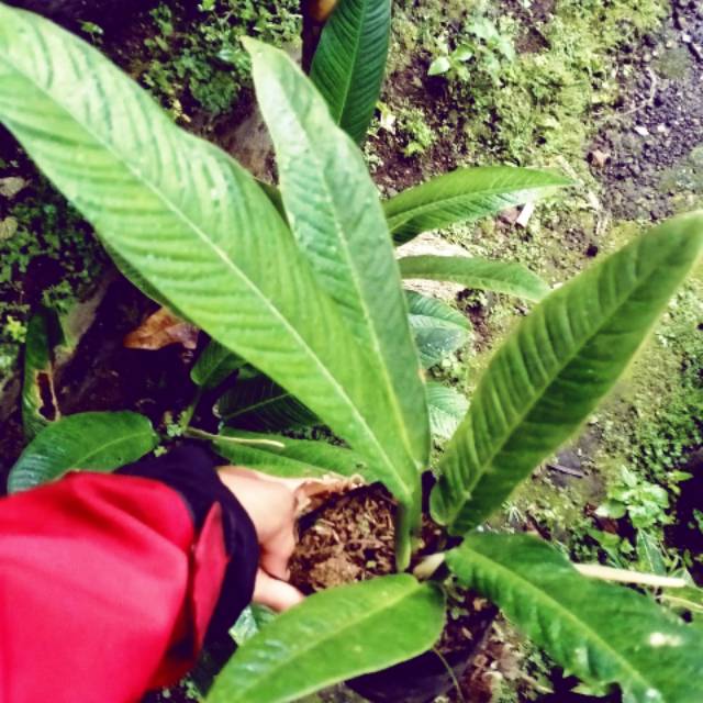 tanaman hias Philodendron linette murah / philo linet