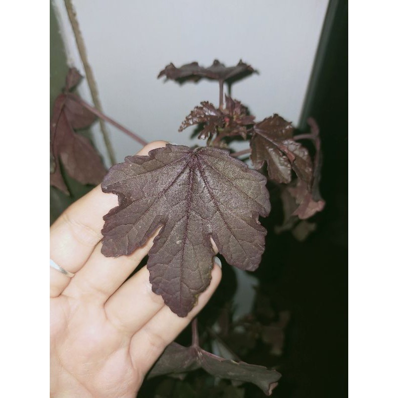 DAUN JARAK MERAH KEPYAR Special Ecoprint/Ecodyeing