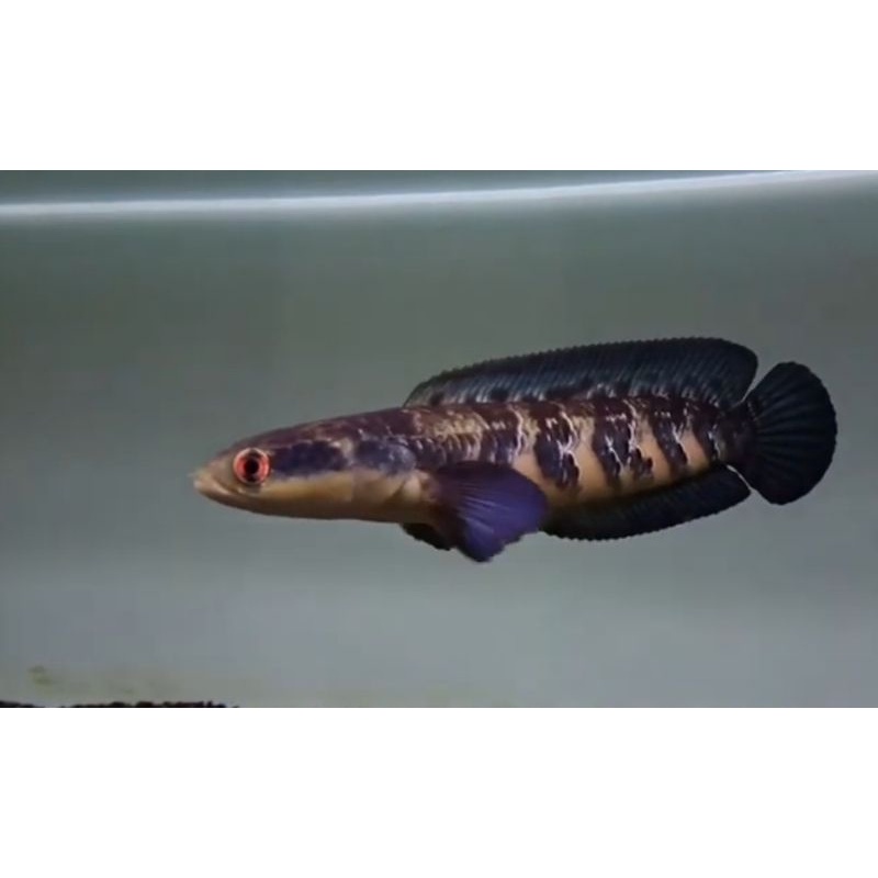 RED BARITO GREAD A+ BAHAN PROGRES 15CM