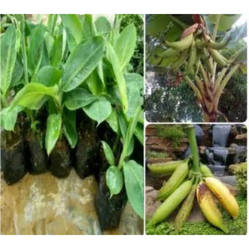 Bibit Pisang Tanduk Super
