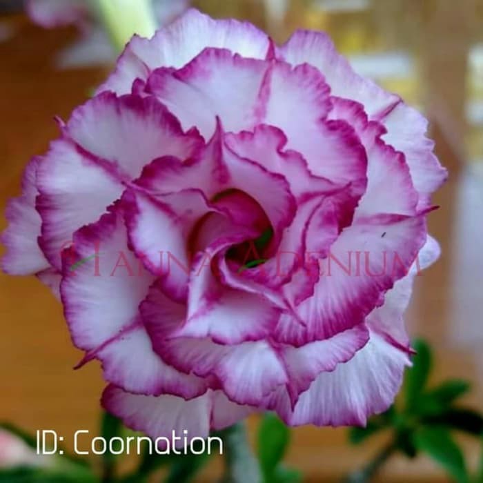 Tanaman hias adenium obesum coornation - hiasan taman murah - bunga adenium