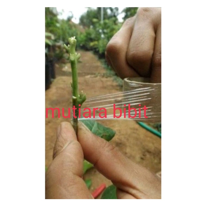 Cutting entres mangga Cutting entres mangga varietas valid