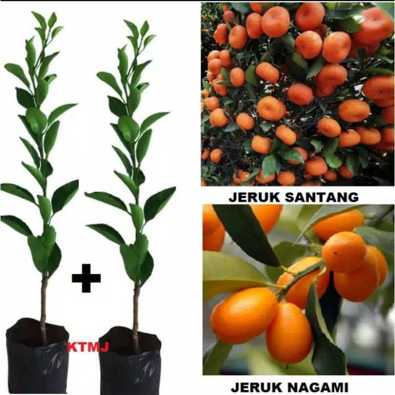 

Bibit jeruk santang madu cepat berbuah
