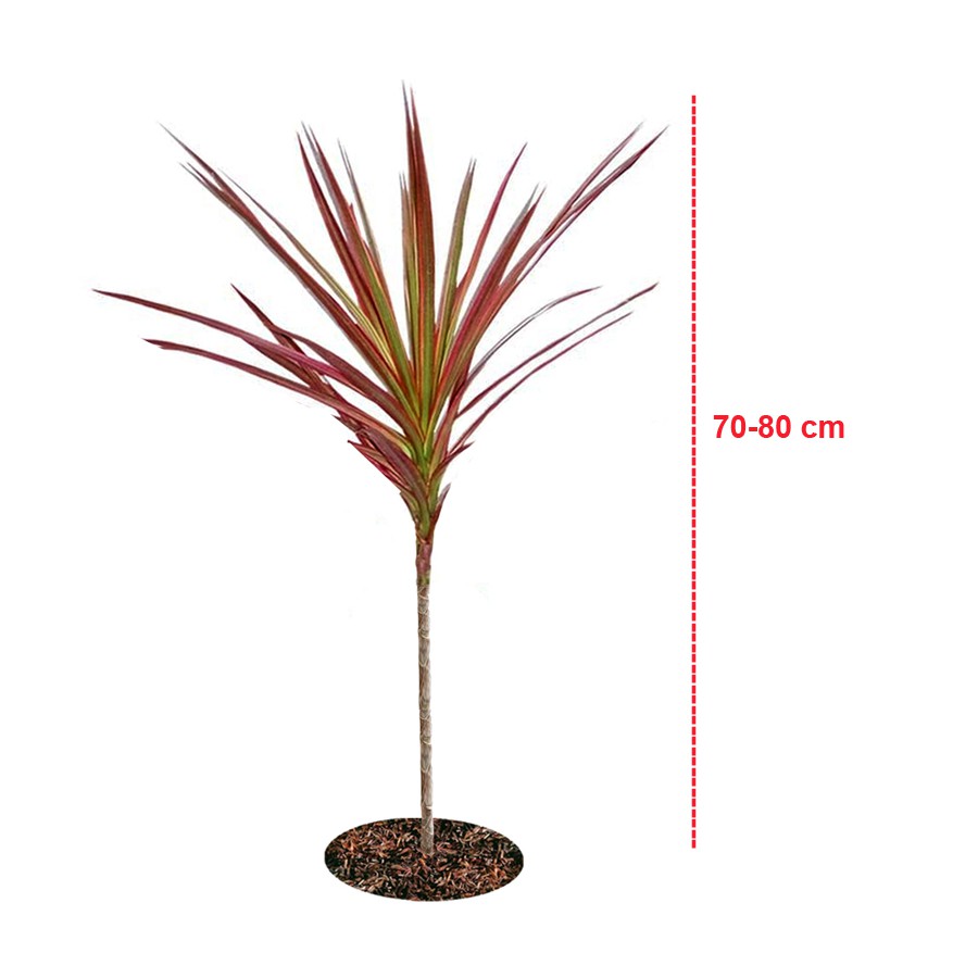 Tanaman Hias Dracaena Marginata Dragon Tree Tricolor Tri Color Merah Kuning Hijau Putih 7080