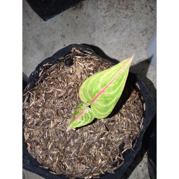 aglonema red legacy baby