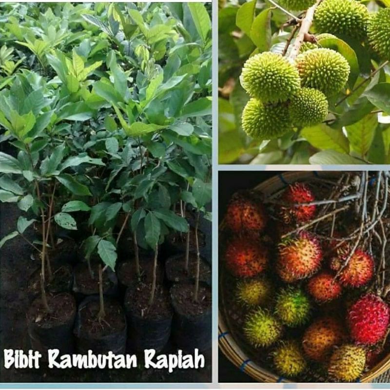 Bibit Tanaman Buah Rambutan Rapiah-Bibit Rambutan Lengkeng-Bibit Rambutan Rapiah