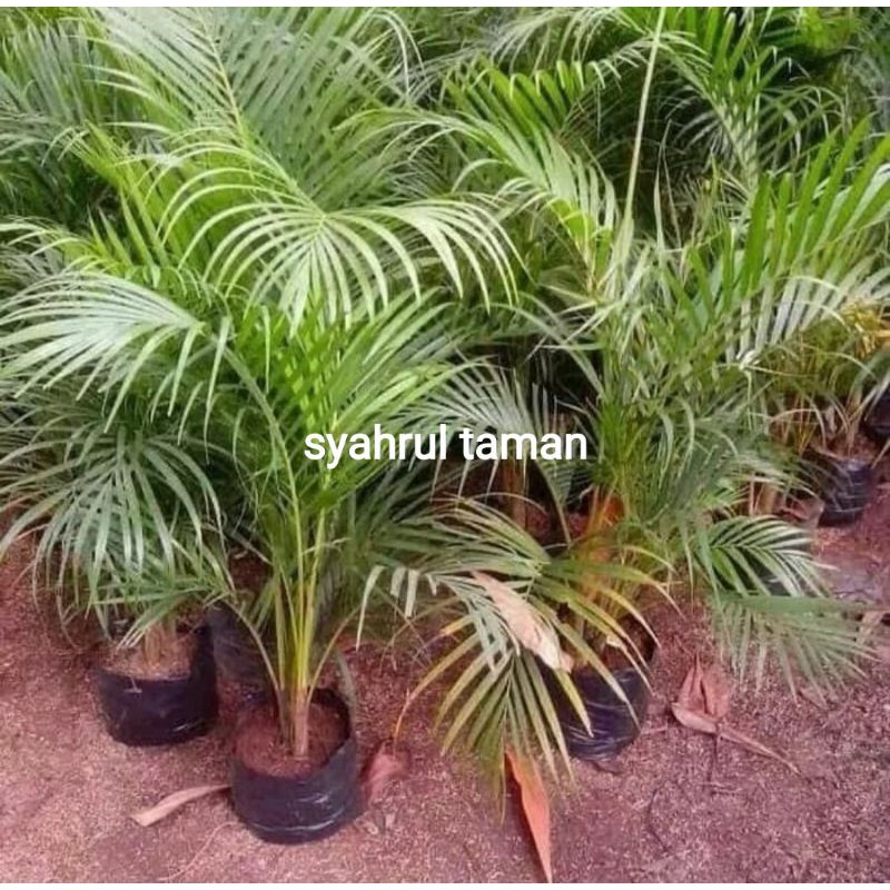 Tanaman hias palem kuning - tanaman hias palem kuning 1 meter