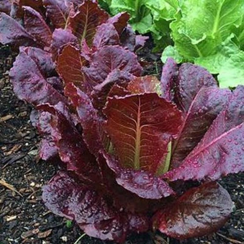 Benih Selada Red Romaine Lettuce Red Romain Selada Romain