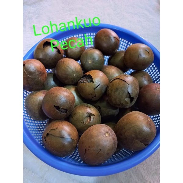 

Buah Lohankuo yang Pecah ukuran Sedang ( Perbiji )