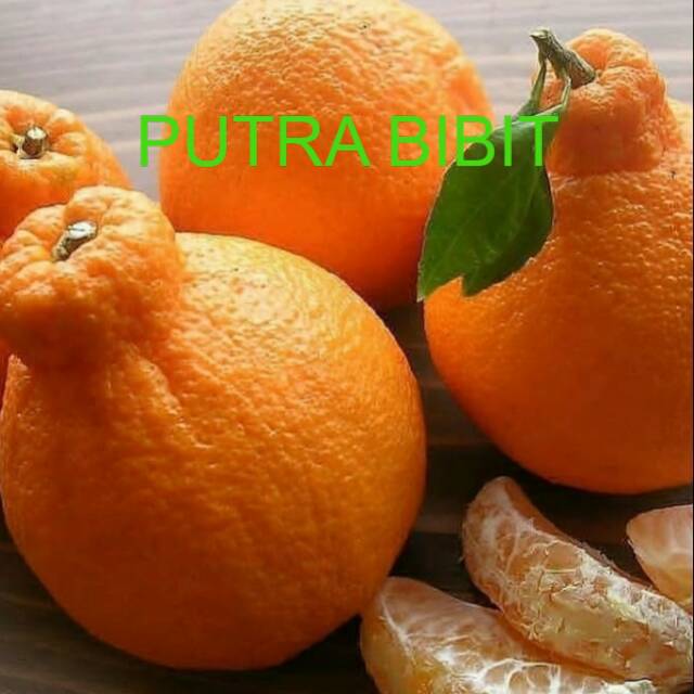 Jeruk Dekopon sudah berbuah /tanaman jeruk dekopon kondisi sudah berbuah