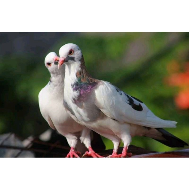 burung merpati sepasang giring keras