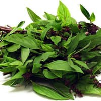 Benih Bibit Biji - Basil Sweet Thai Herb Seeds - IMPORT