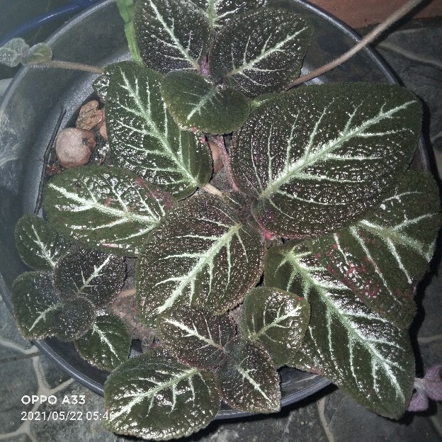 Handuk Karakter Ukuran 70cm X 140cm / Handuk Motif Karakter Bahan Microfiber / Handuk Mandi Anak