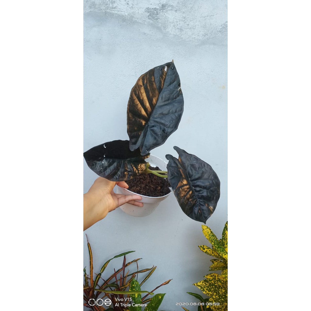 alocasia black  infernalis