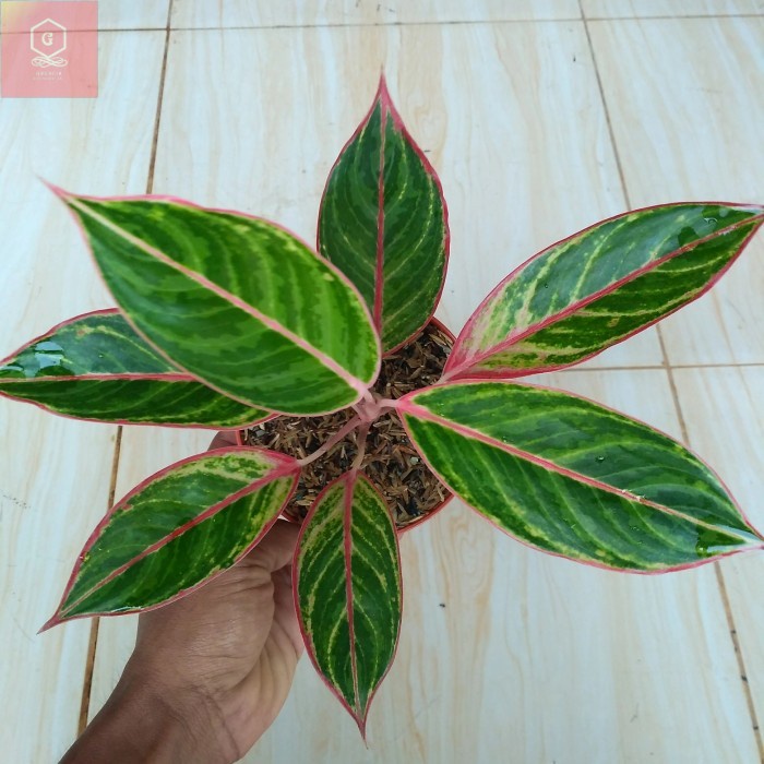 Aglonema Emerald Dragon lipstik zebra