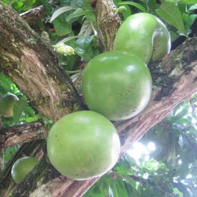 BUAH MAJA, MAJAPAHIT,OBAT HERBAL,