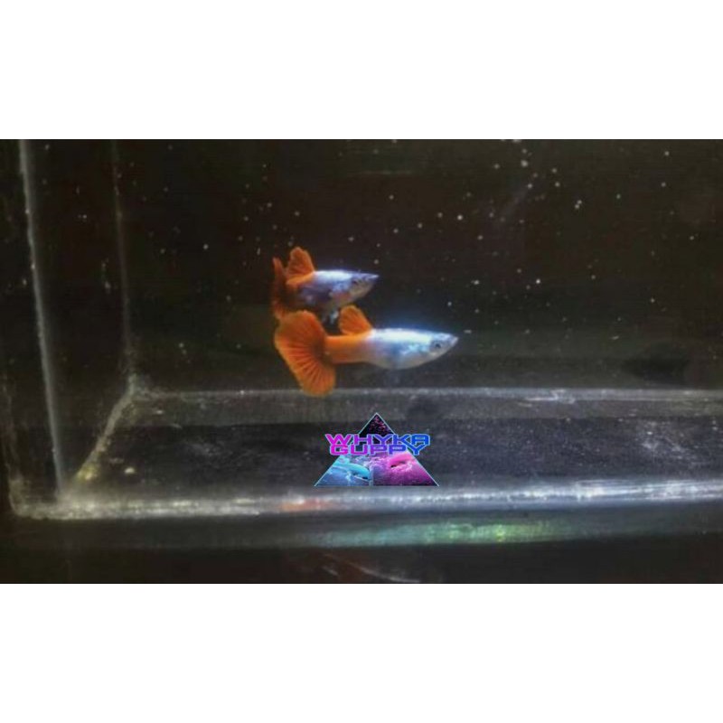 

Ikan Guppy Platinum Red Tail Dumbo