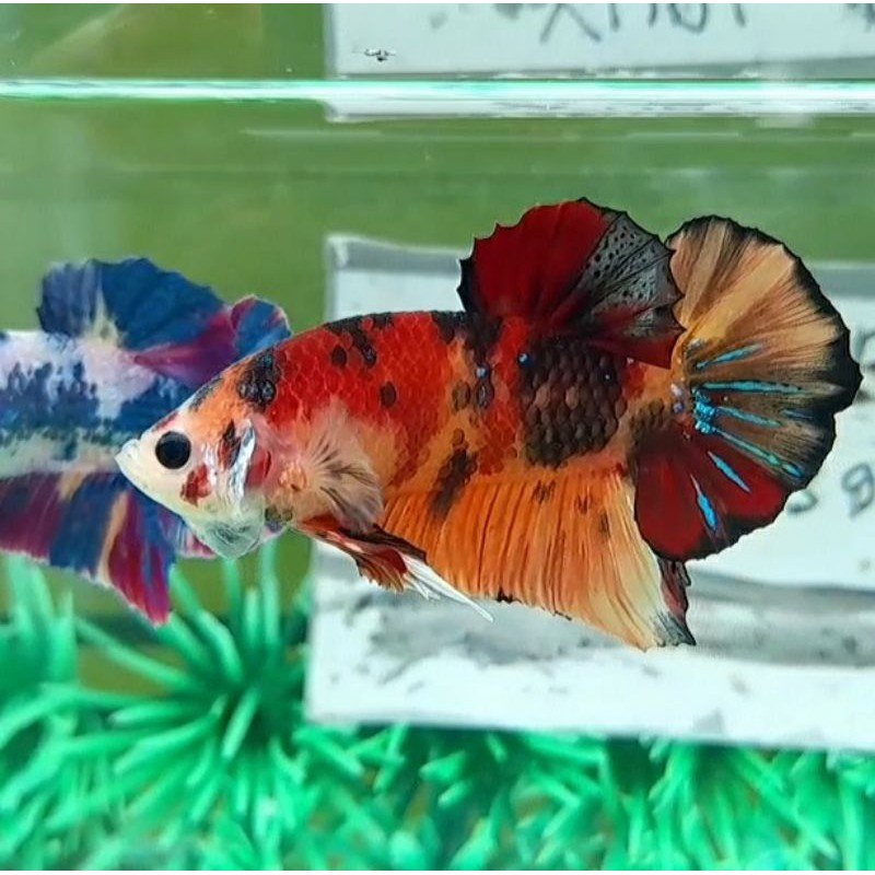 cupang_nemo_multicolor