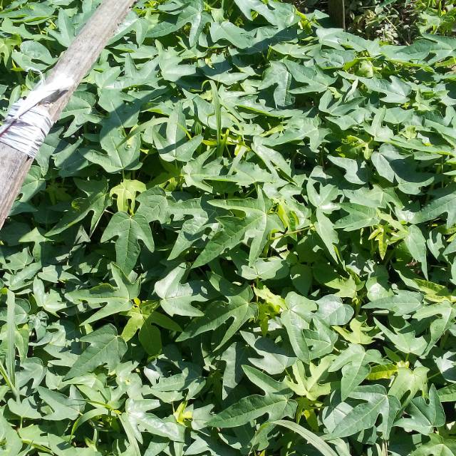 Bibit pepaya thailand