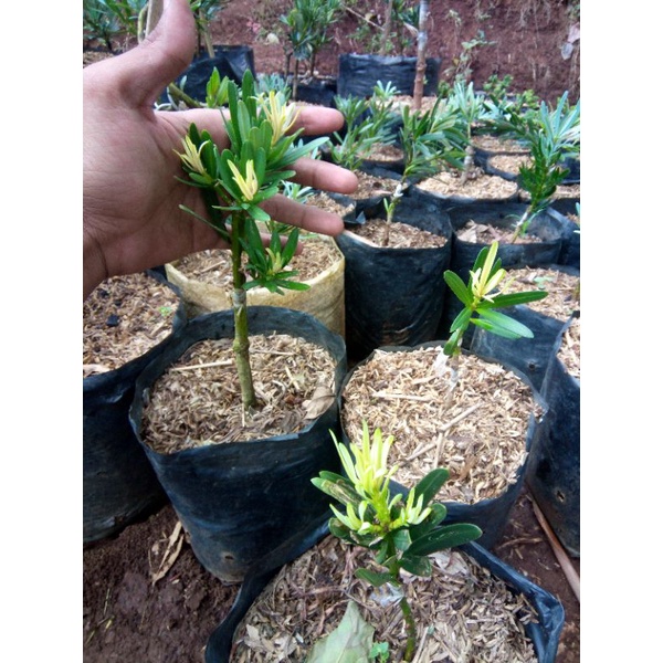 lohansung pucuk kuning import