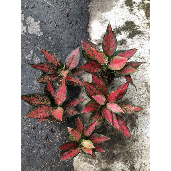 Aglaonema ruby batik