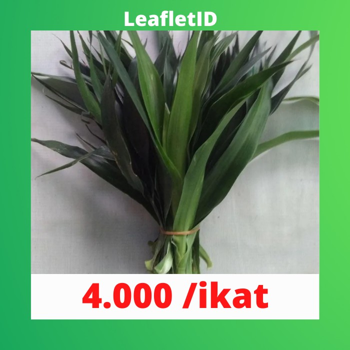 

Daun Suji Segar fresh