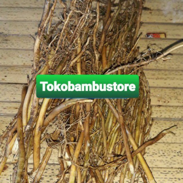 

Jual akar bambu kuning segar asli 250 gram-az