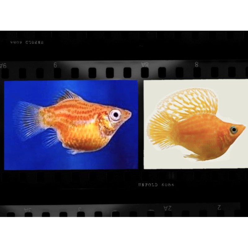 IKAN HIAS MOLLY BALON ORANGE