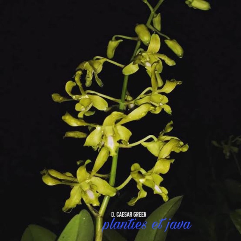 Anggrek Dendrobium Caesar Green