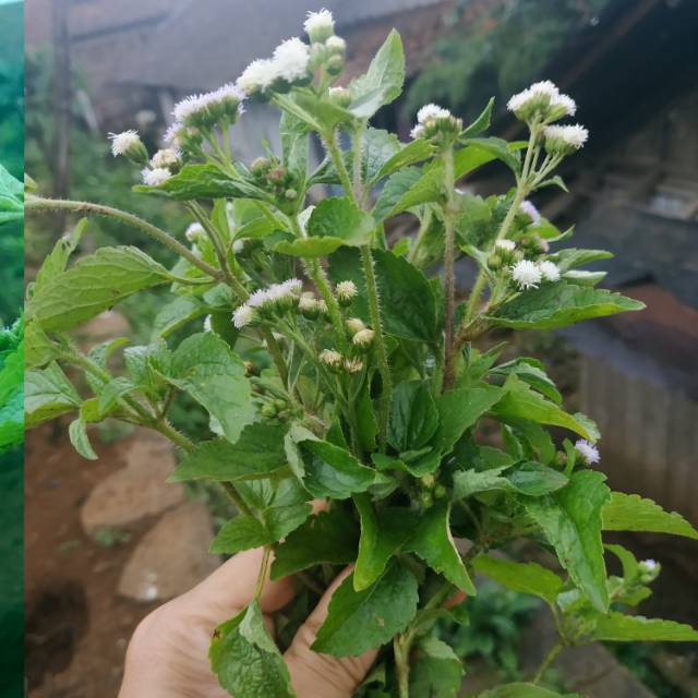 

DAUN BANDOTAN SEGAR 500 GRAM