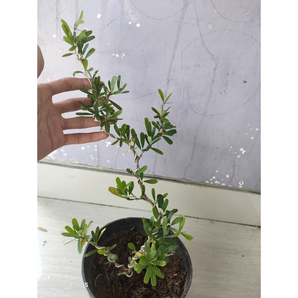 Bibit  bonsai saeng  simbur  Vietnam bunga putih