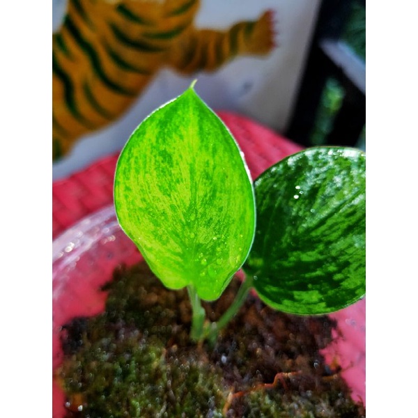 tanaman hias scindapsus turbi varigata