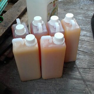 Terlaris Minyak bulus asli kalimantan 1 liter ( PAKING KAYU GRATIS)