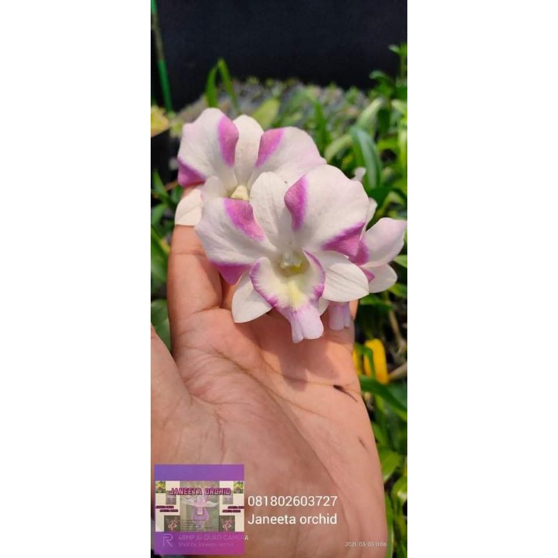 dendrobium mini king dragon