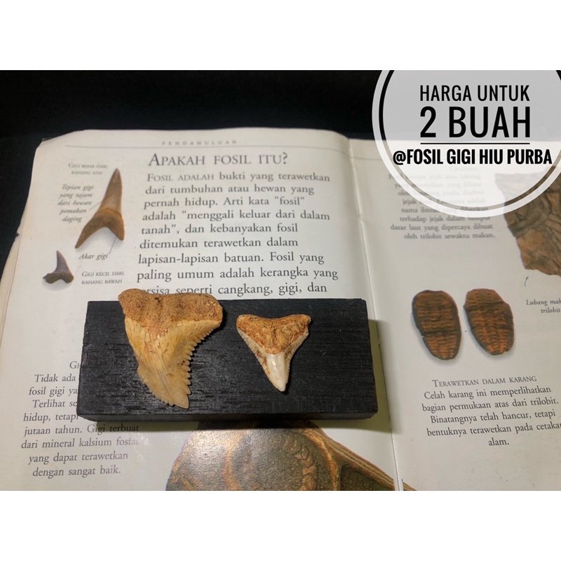 Fosil Gigi Hiu H10 atau Fosil Taring Hiu atau Fosil Megalodon