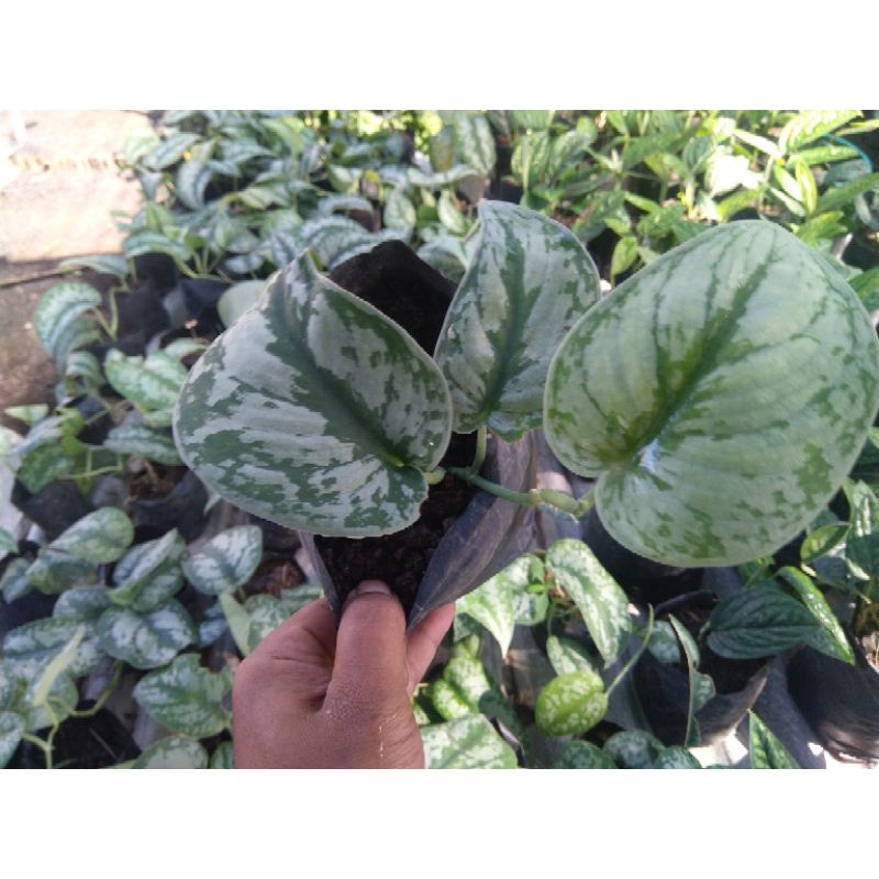 scindapsus silver/scindapsus exotica/scindapsus pictus sirih gading silver