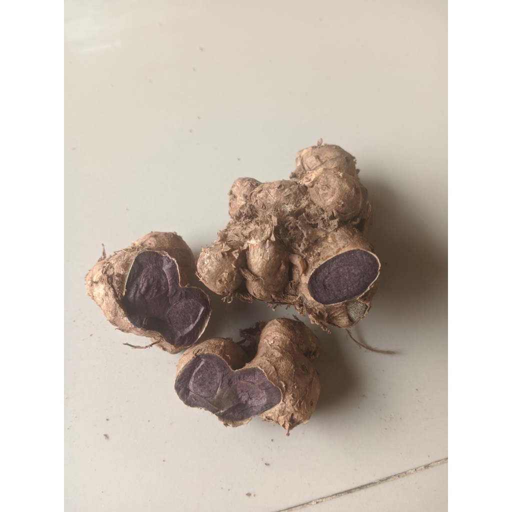 Fresh Kunyit Hitam Rimpang Umbi