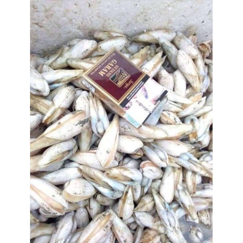 

kerang Salju fresh