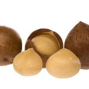 

SGS Macadamia Nuts in shell ( kacang macadamia kulit ) mentah 1 kg