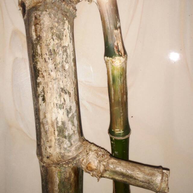 Bambu unik