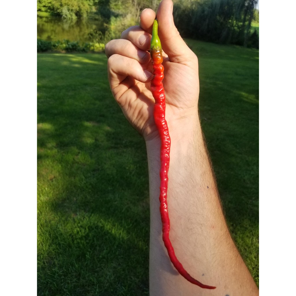 BS-BYL Bibit Cabe Hias Pelangi Benih Tanaman Sayuran Cabai Carolina Reaper Merah Bolivian Rainbow Katokkon Numex Giant Raksasa Sweet Italian Ungu Hitam-CH THUNDER LONGHORN