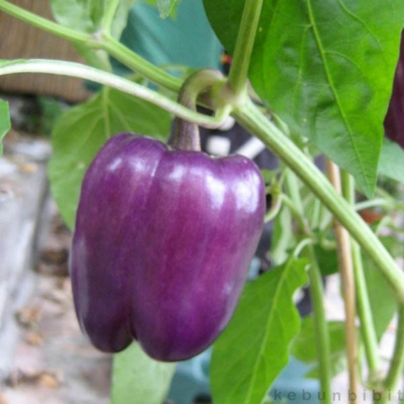 Benih Paprika Ungu F1 Purple Star - Benih Sayuran Kwalitas Terbaik