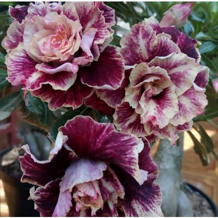 

Bibit Bunga Kamboja Adenium Golden Years
