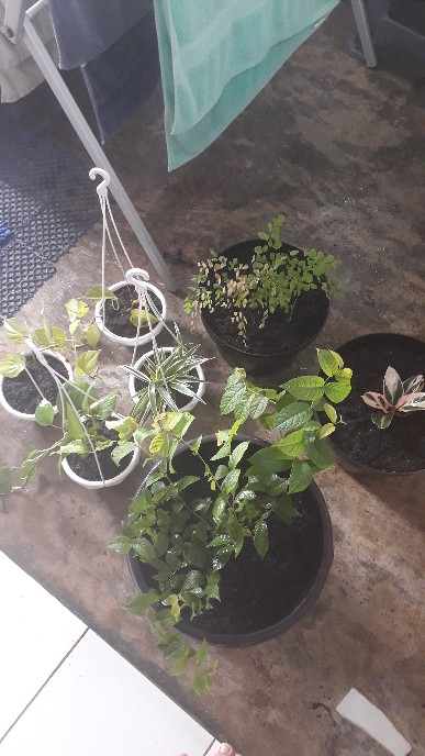 Tanaman Khas Bali Penghias Ruangan Meranti Bali/calathea Multicollor