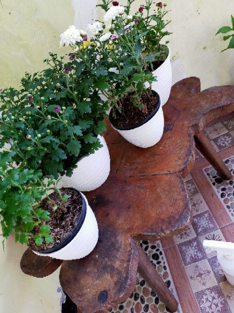 21cm Pot Tawon 21 Budi Jaya