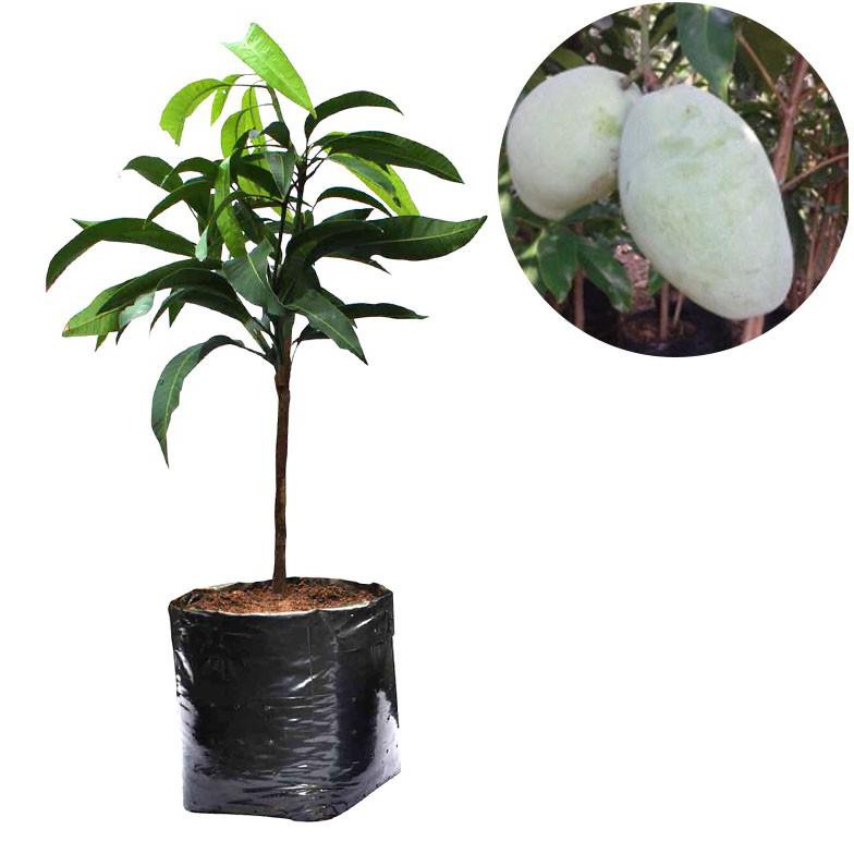 ** BIBIT TANAMAN BUAH MANGGA GAJAH