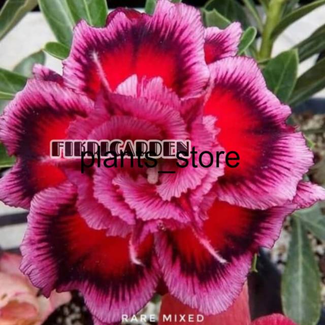 

Bibit Bunga Kamboja Adenium Rare Mixed plants_store
