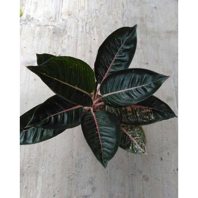 aglonema blck shinta/bongol aglonema