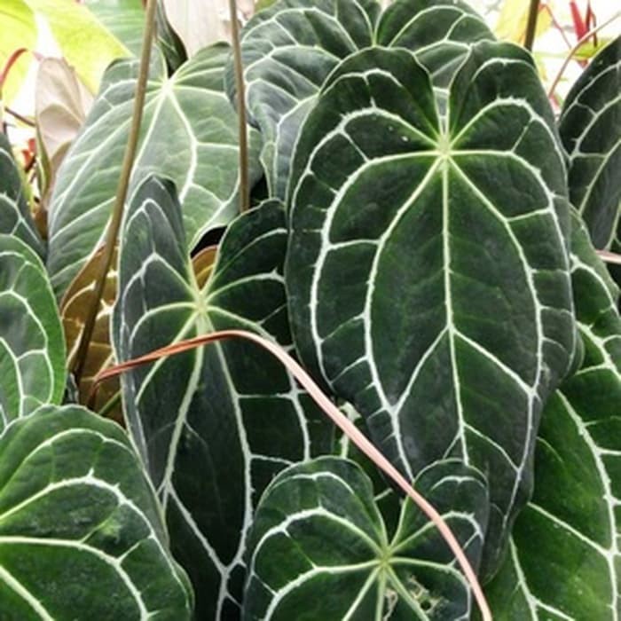 TANAMAN KUPING GAJAH MINI-KUPING GAJAH BESAR